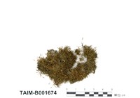 藏品(薄羅苔屬)的圖片